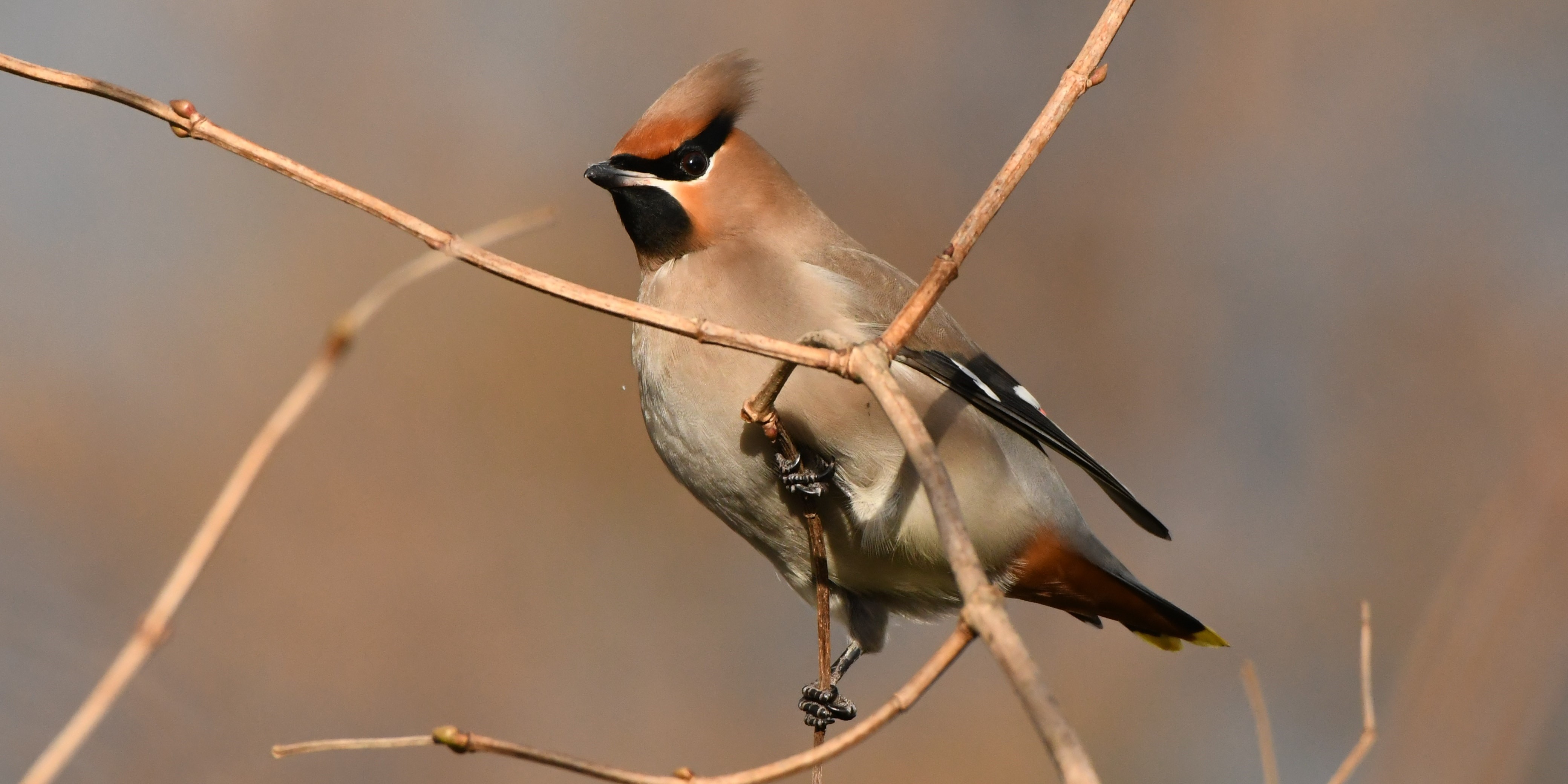 Foto: Pestvogels neergestreken in Nunspeet
