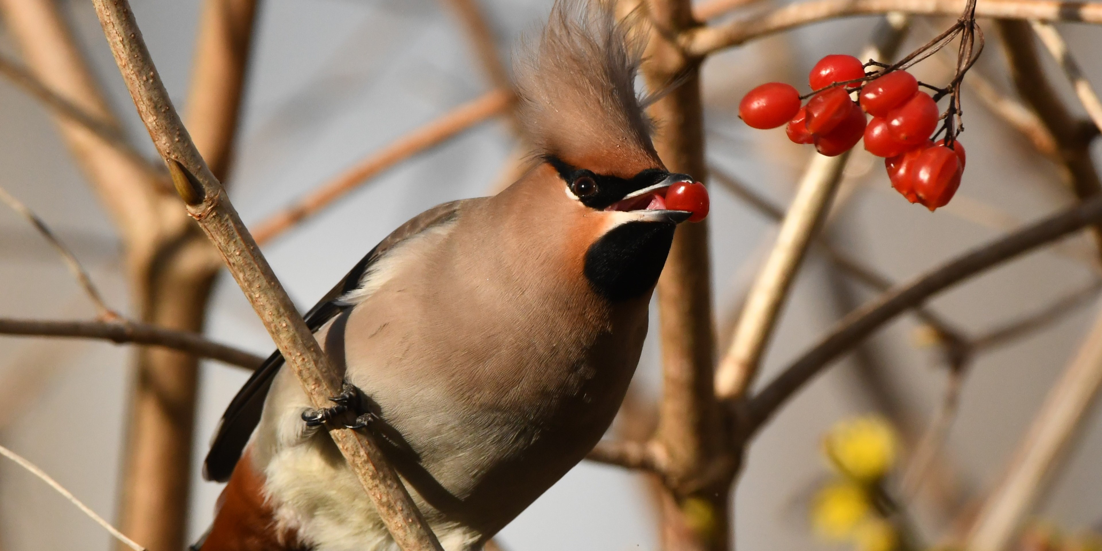 Foto: Pestvogels neergestreken in Nunspeet