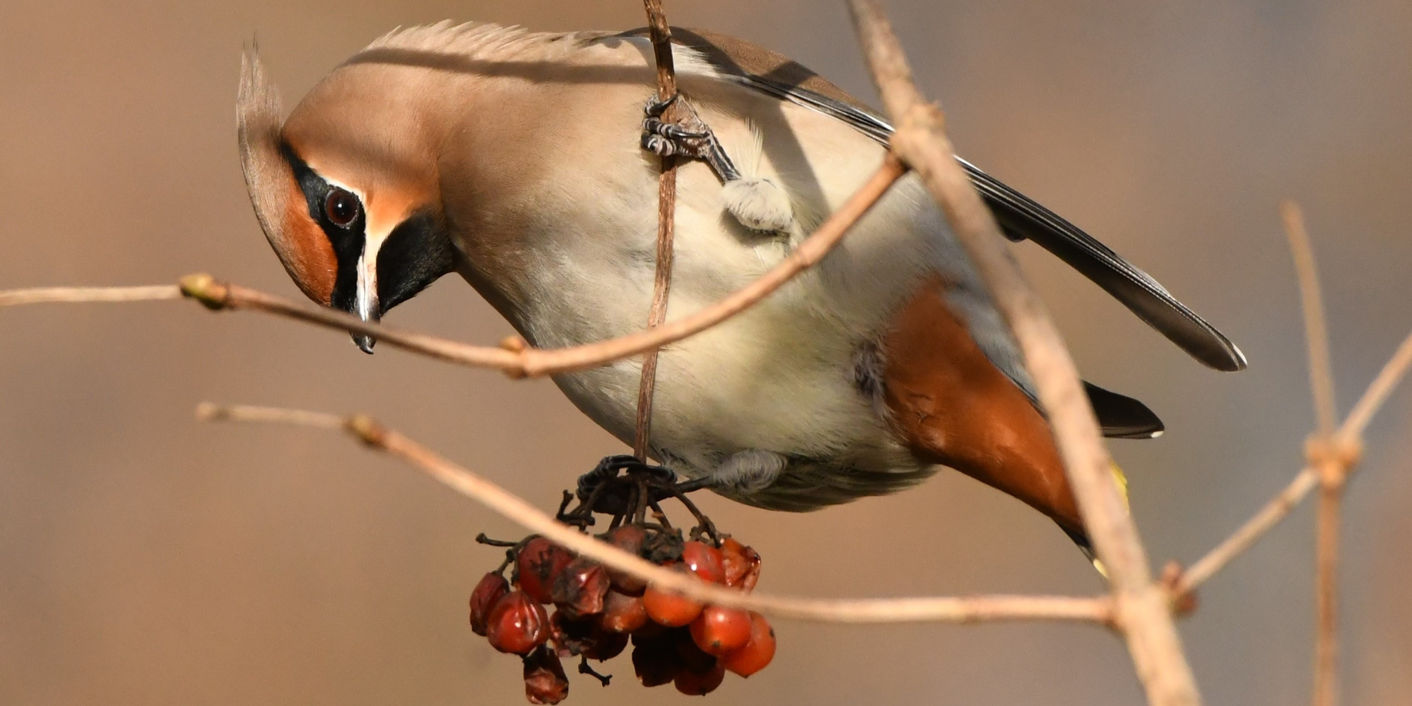 Foto: Pestvogels neergestreken in Nunspeet
