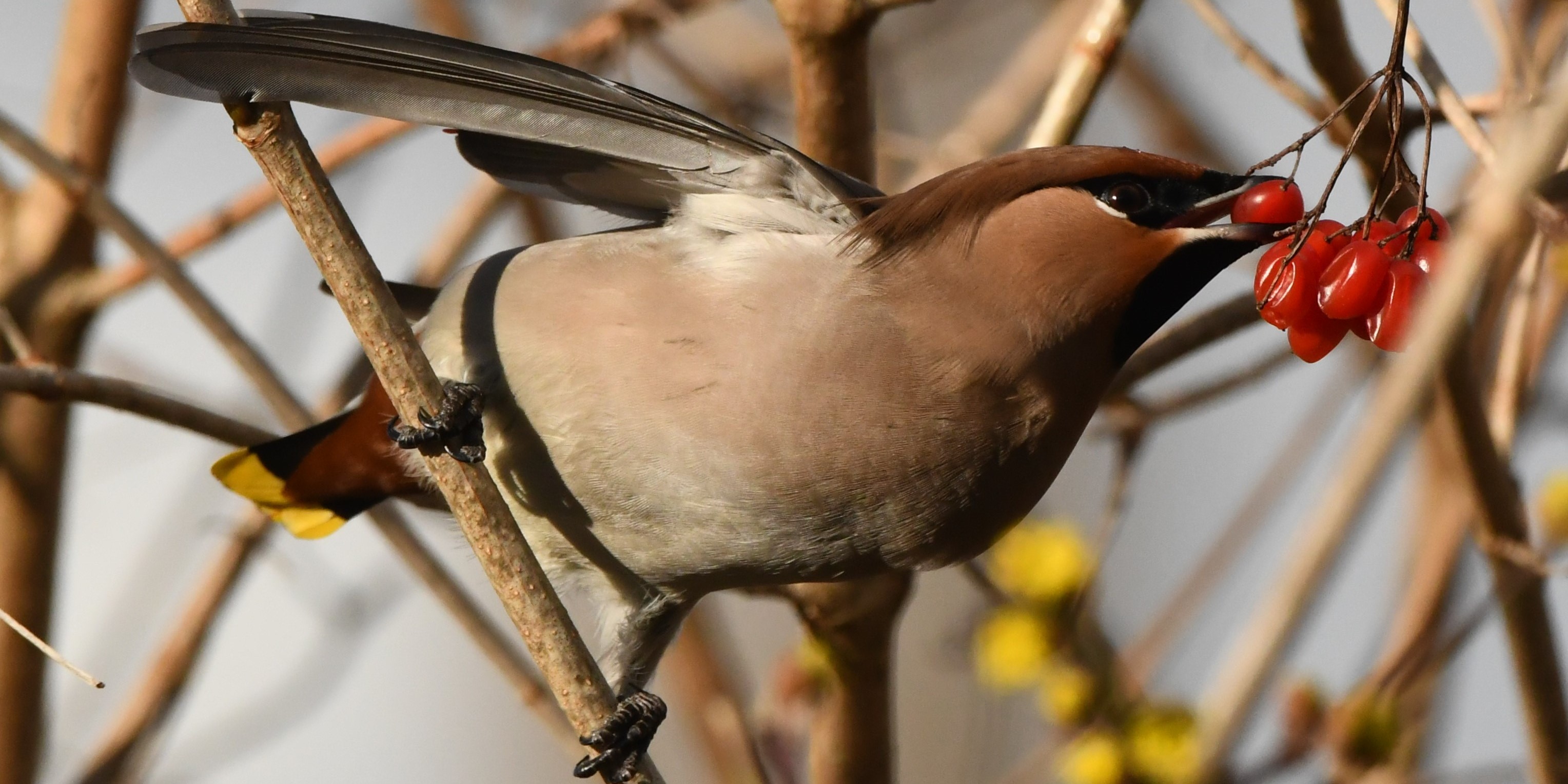 Foto: Pestvogels neergestreken in Nunspeet