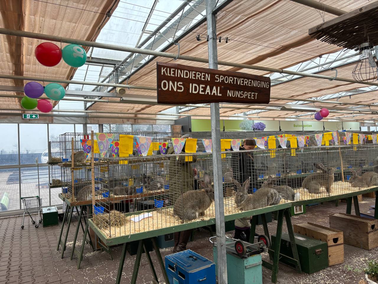 Foto: Perfecte oren, perfecte poten en de juiste vacht: dieren worden gekeurd tijdens tiende editie Veluwemeershow