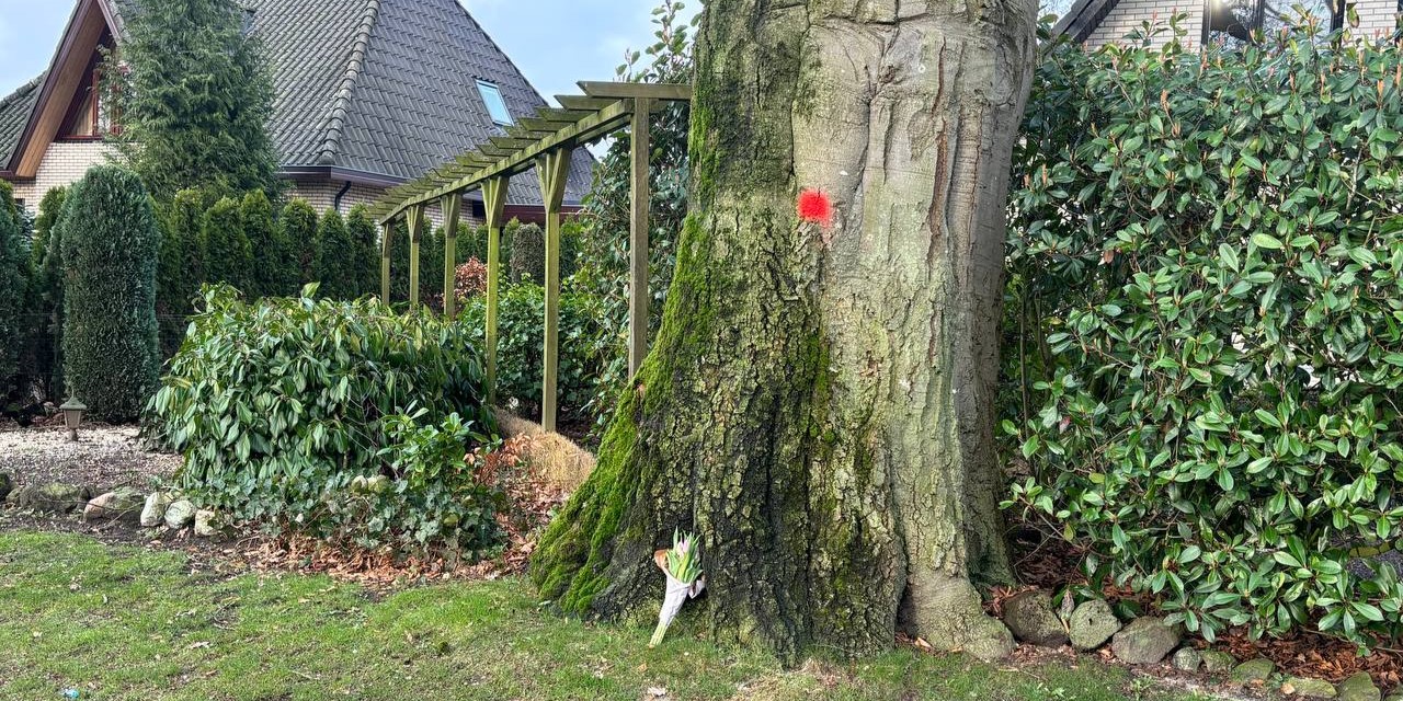 Foto: Monumentale beuk van Elspeet wordt gekapt, bewoners wisten van niks: “Een behoorlijke verrassing”