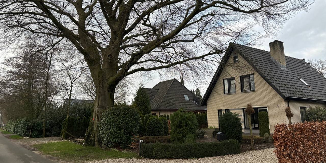 Foto: Monumentale beuk van Elspeet wordt gekapt, bewoners wisten van niks: “Een behoorlijke verrassing”