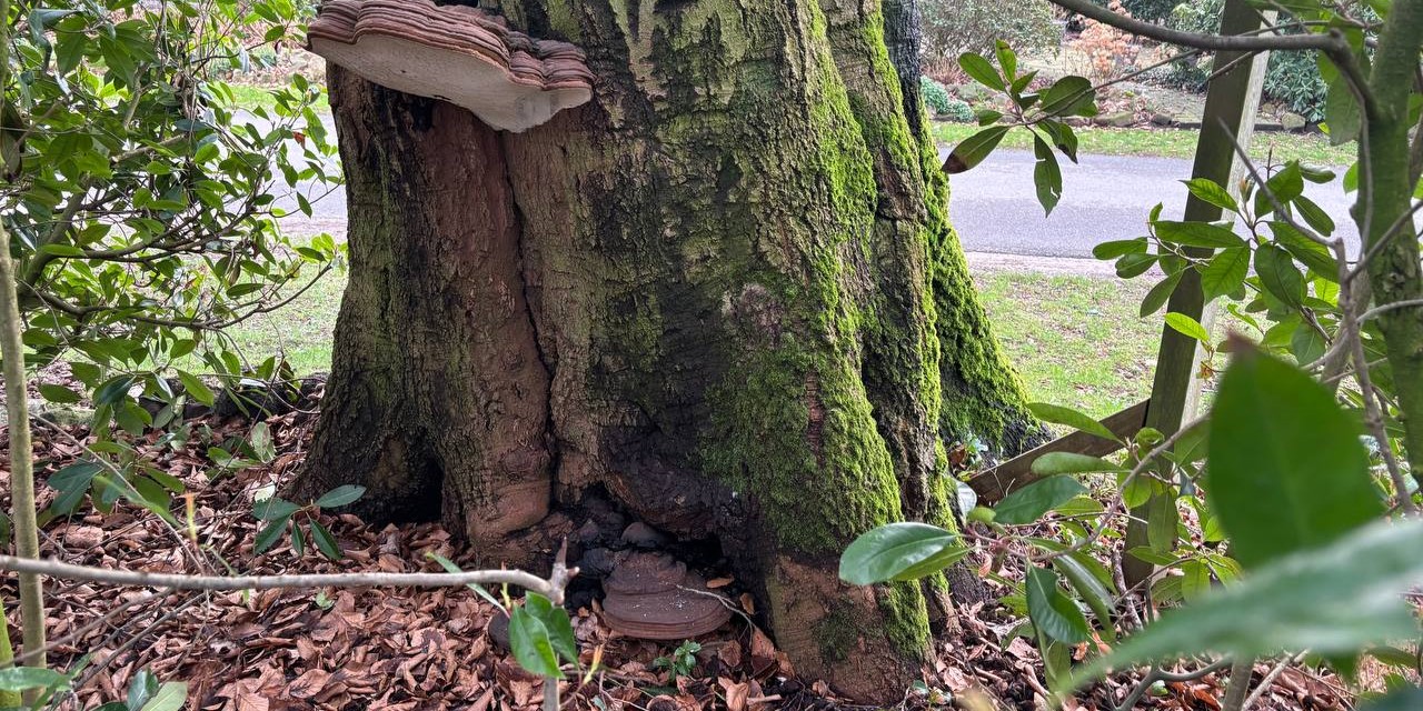 Foto: Monumentale beuk van Elspeet wordt gekapt, bewoners wisten van niks: “Een behoorlijke verrassing”