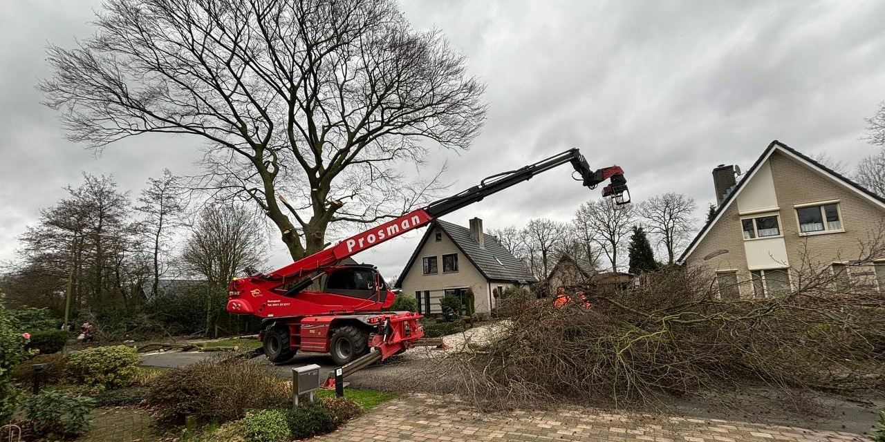 Foto: In beeld: Zieke monumentale boom wordt gekapt