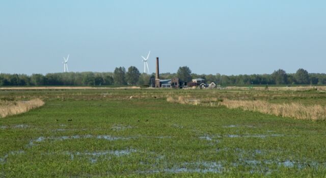 Foto: De weidevogels van Arkemheen