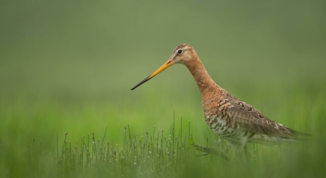 Foto: De weidevogels van Arkemheen
