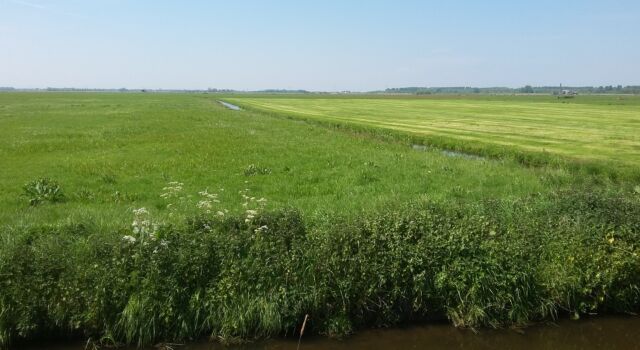 Foto: De weidevogels van Arkemheen