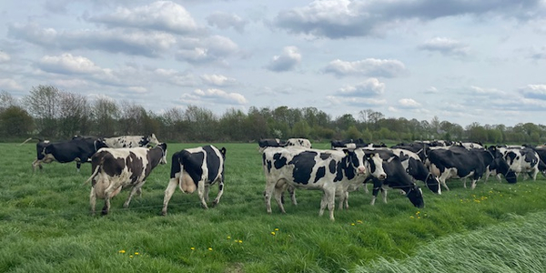 Foto: Koeien van Bert van Zeeberg weer in de wei: ‘Een feest op het platteland in Doornspijk’