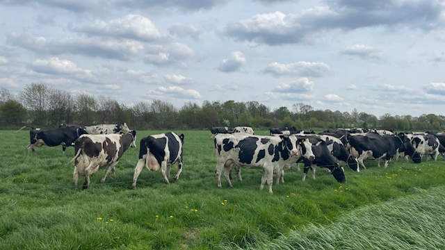 Foto: Koeien van Bert van Zeeberg weer in de wei: ‘Een feest op het platteland in Doornspijk’