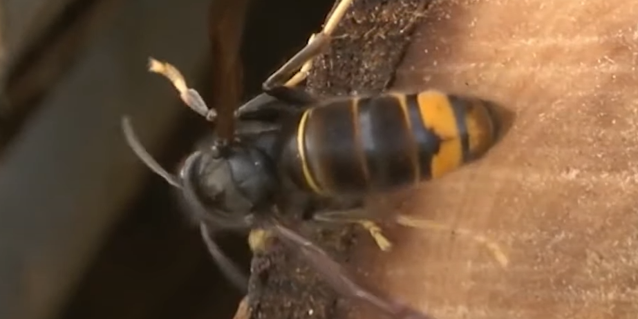 Foto: Aziatische hoornaar ook naar Nunspeet?