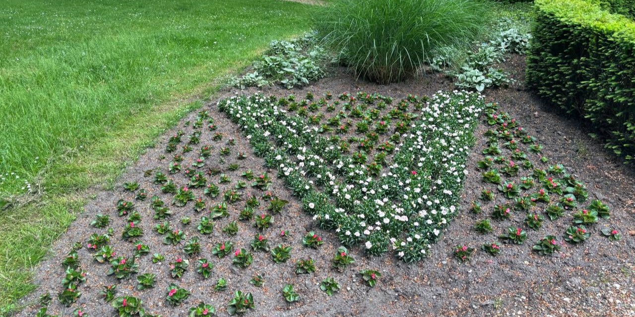Foto: Witte Anjers aangelegd in park 40-45: “Eerbetoon aan de veteranen”