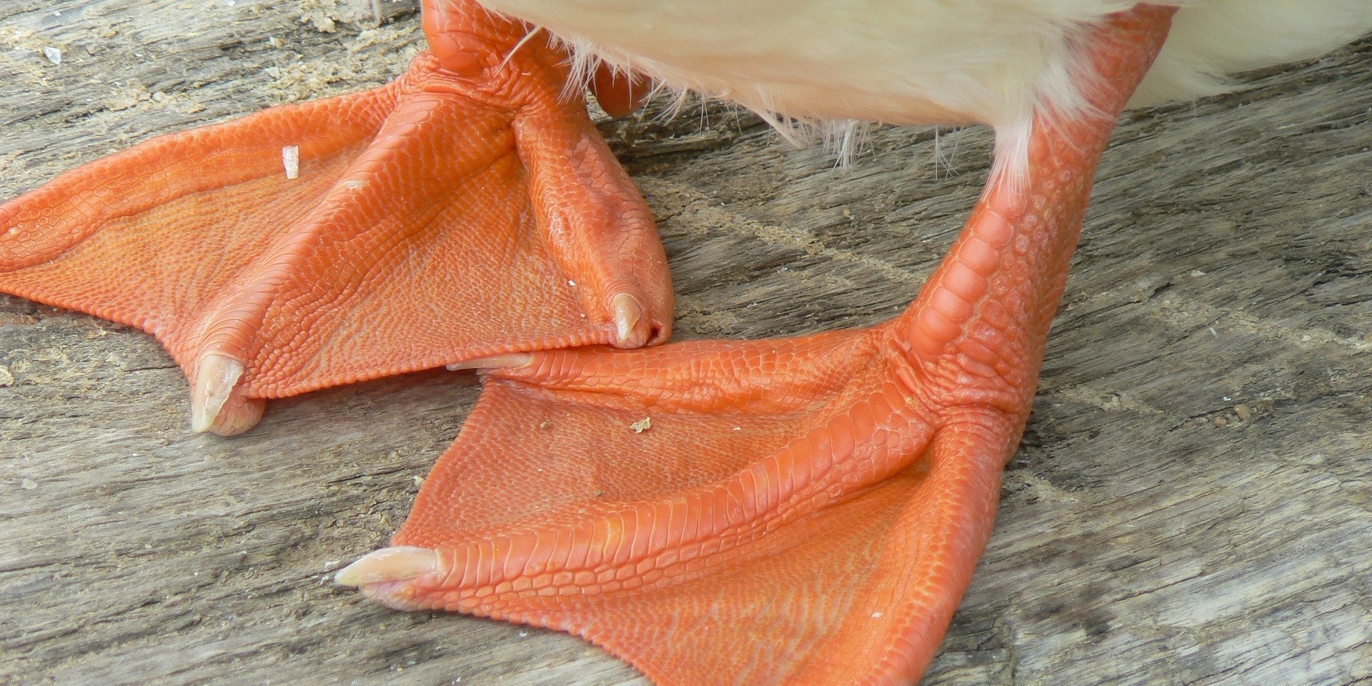 Foto: Participatiebijeenkomst over Tomassen Duck-To