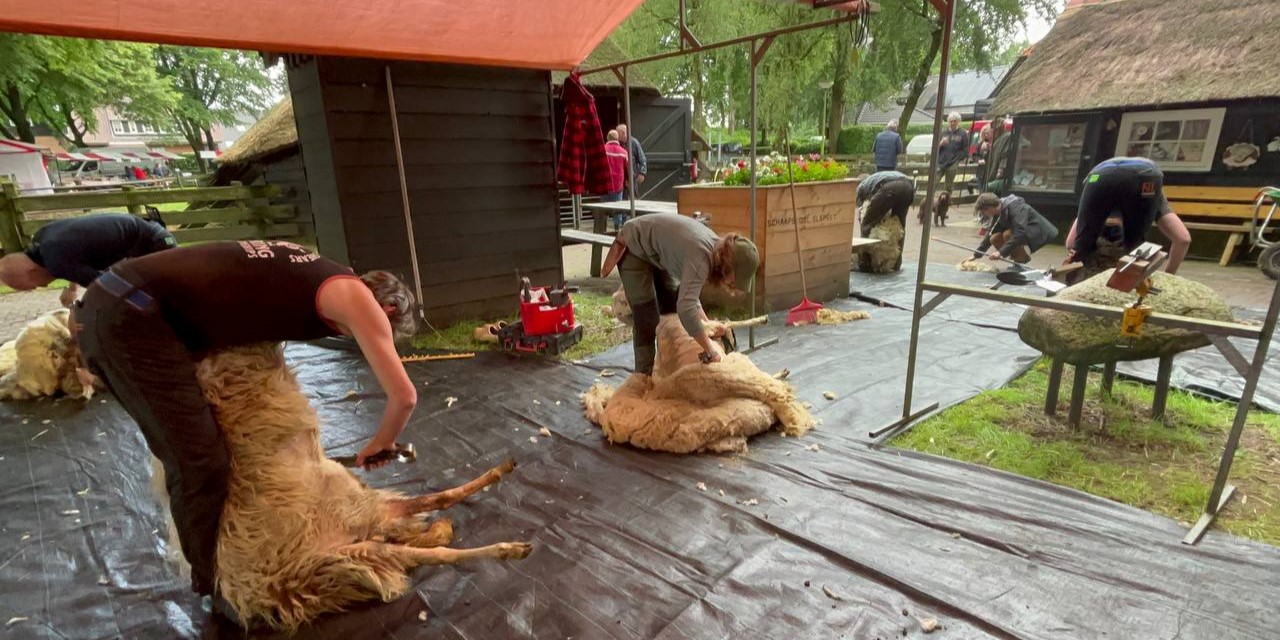 Foto: Schaapscheerdersfeest in Elspeet: "Een flinke klus"