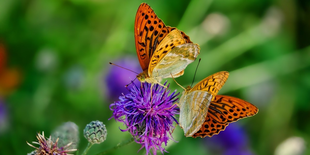 Foto: De jaarlijkse landelijke Tuinvlindertelling gaat bijna van start: hoe maak jij je tuin vlindervriendelijk?