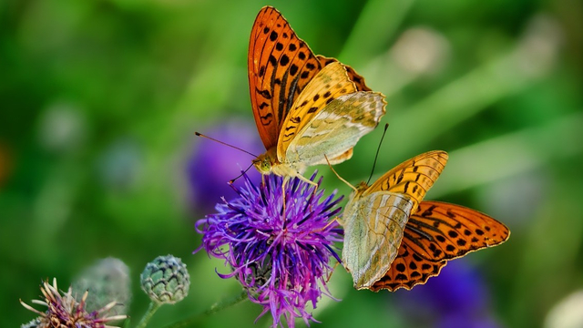 Foto: De jaarlijkse landelijke Tuinvlindertelling gaat bijna van start: hoe maak jij je tuin vlindervriendelijk?
