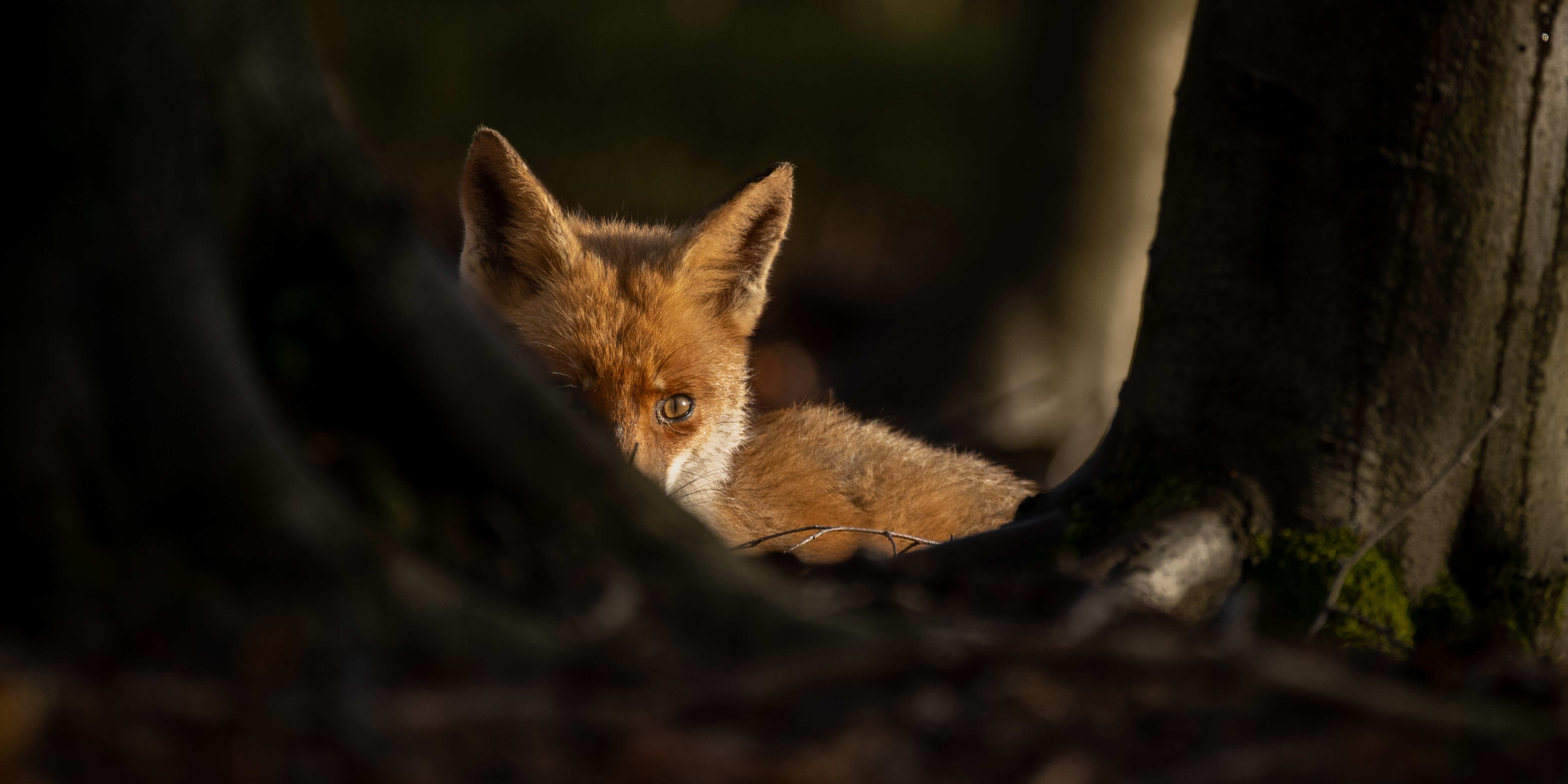 Foto: Presentatie “De vossen hebben holen” in Vierhouten
