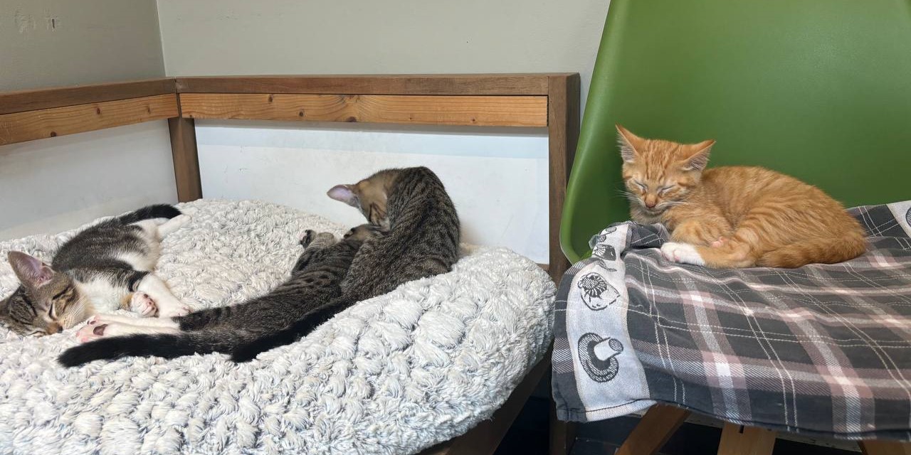 Foto: Ruim driehonderd katjes in asiel De Ark in Harderwijk: ‘Ze verdienen allemaal een gouden mandje’