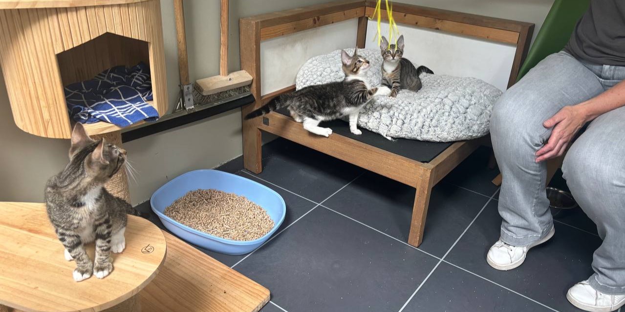 Foto: Ruim driehonderd katjes in asiel De Ark in Harderwijk: ‘Ze verdienen allemaal een gouden mandje’