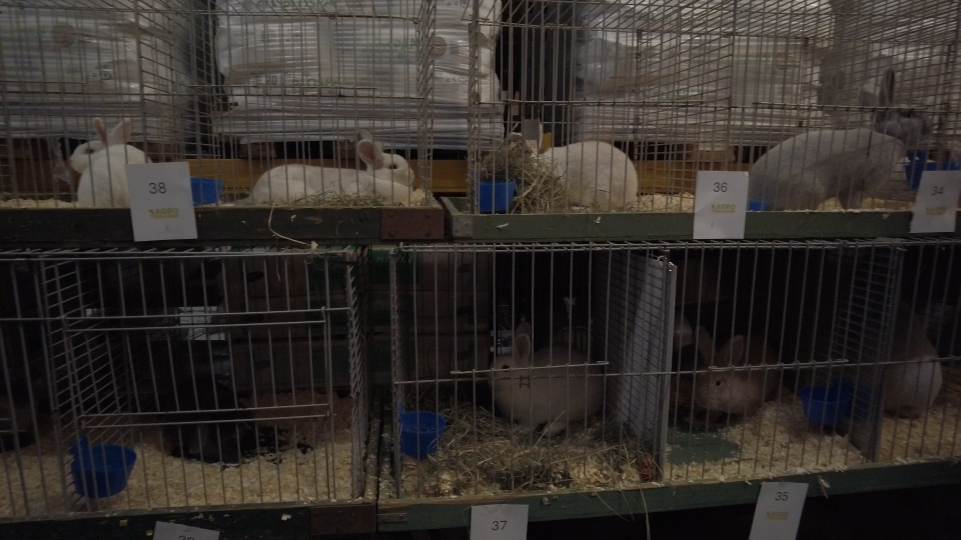 Foto: Jongdierenkeuring bij Molen de Duif: “Een heleboel variatie”