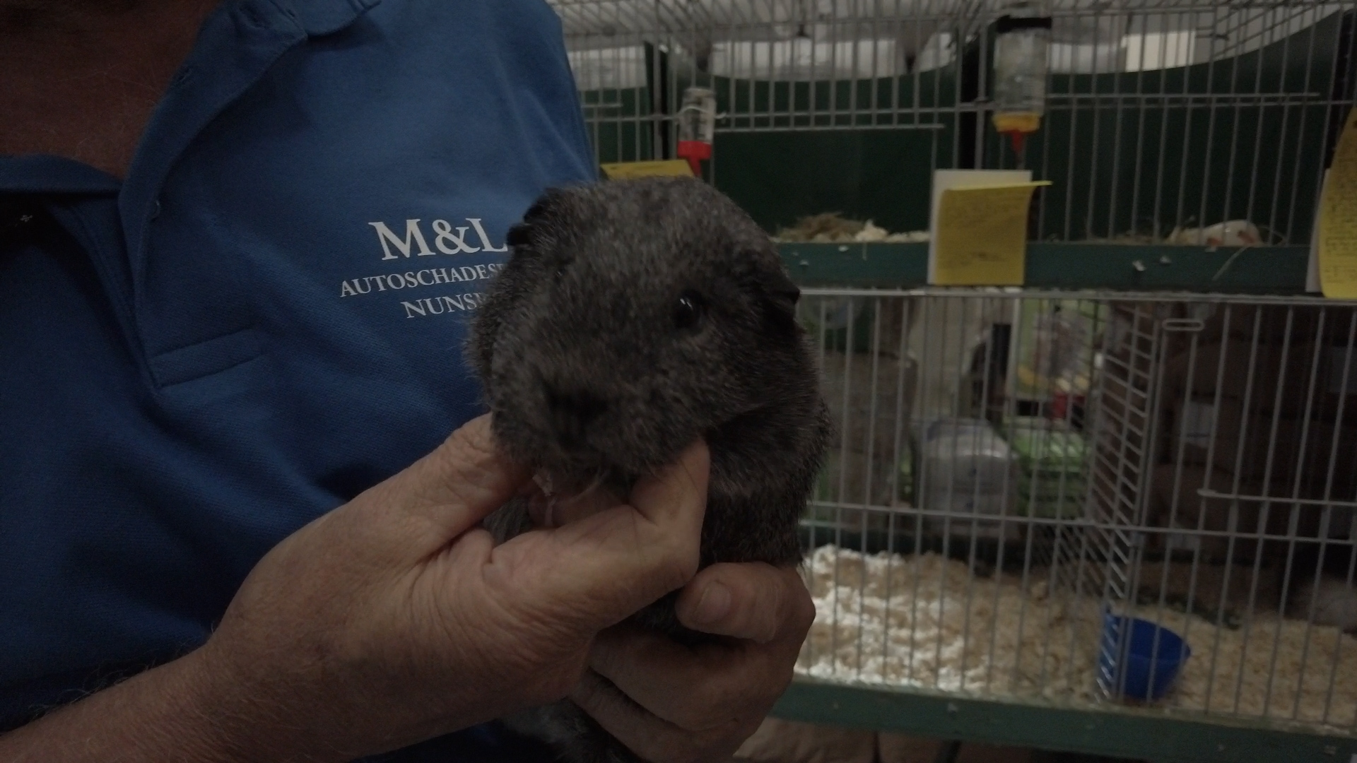 Foto: Jongdierenkeuring bij Molen de Duif: “Een heleboel variatie”