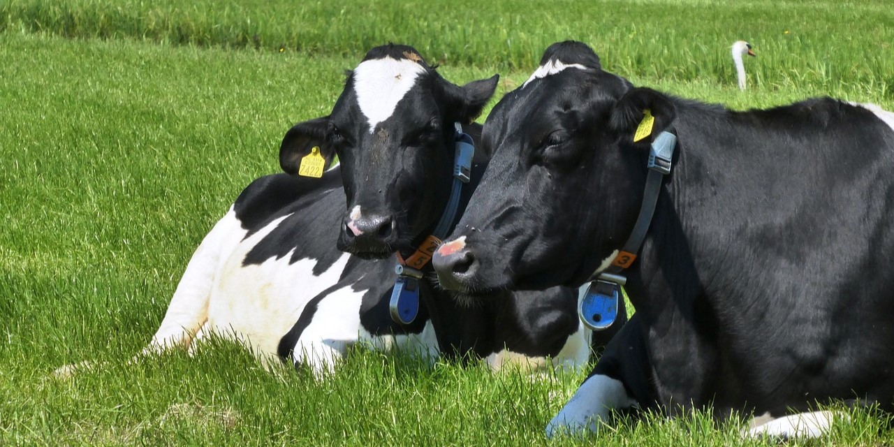 Foto: Pas op! Hondenpoep leidt tot mogelijke dood koeien