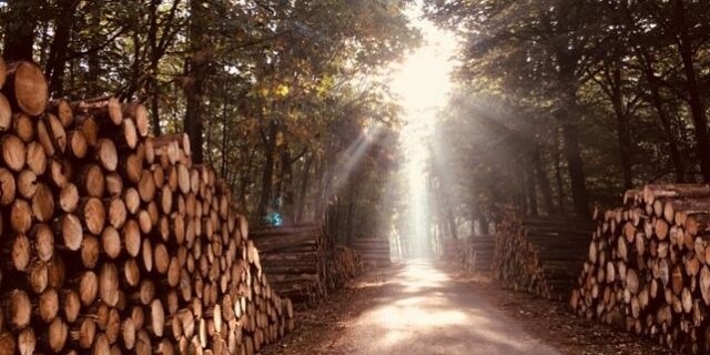 Foto: Staatsbosbeheer start houtoogst in bossen rond Drie en Nunspeet
