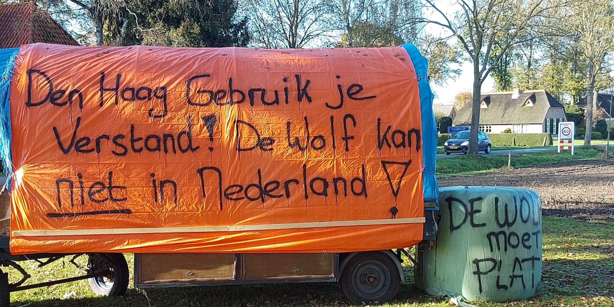 Foto: Verdeeldheid rondom de wolf neemt toe: 'Ze zijn mooi, maar niet hier'