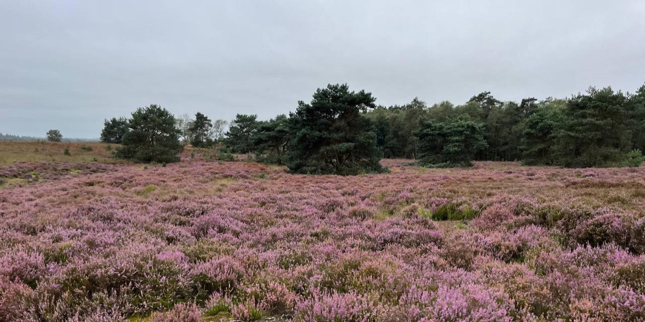 Foto:  Help mee de heide te behouden op vrijwilligersdag