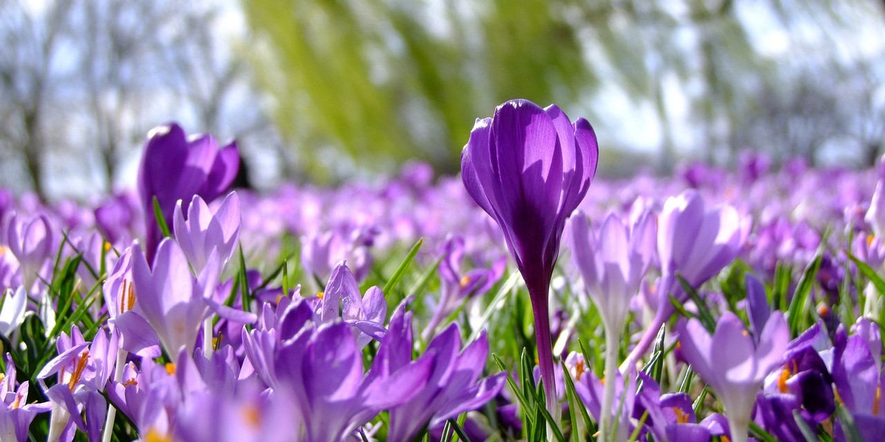 Foto: Voorjaarsbollen poten: wanneer en hoe doe je dat?