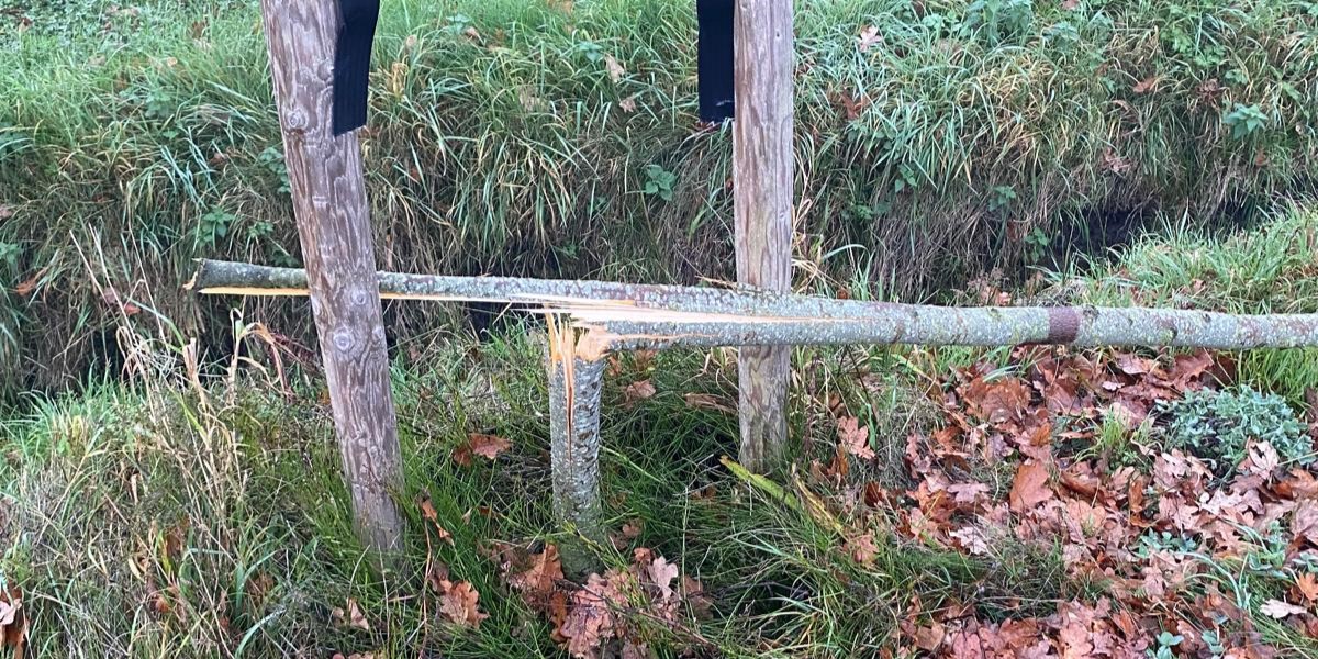 Foto: Jonge bomen vernield in Hulshorst