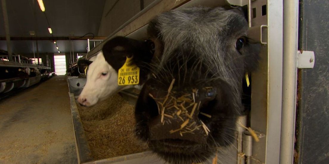 Foto: Agroreuzen kopen boeren op: 'Voorkomen dat moderne stallen verdwijnen'