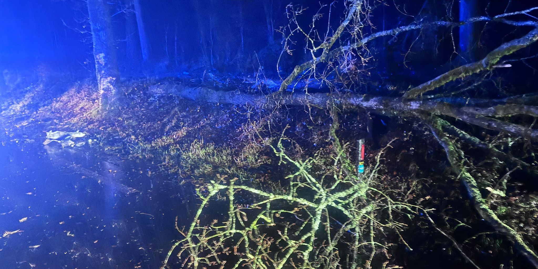Foto: Auto crasht tegen boom bij Epe, bestuurder gewond en boom doormidden