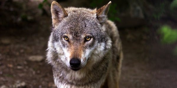 Foto: Zo gaan we om met de wolf wereldwijd en dit kunnen we ervan leren