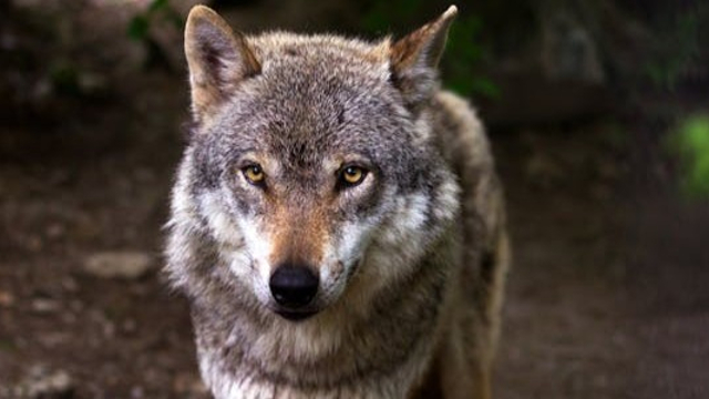 Foto: Zo gaan we om met de wolf wereldwijd en dit kunnen we ervan leren