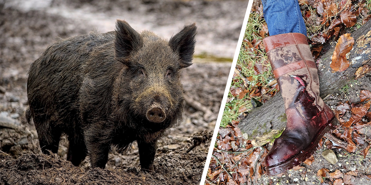 Foto: Vader en zoon aangevallen door zwijn: 'Gevaarlijkste dieren van het bos!'