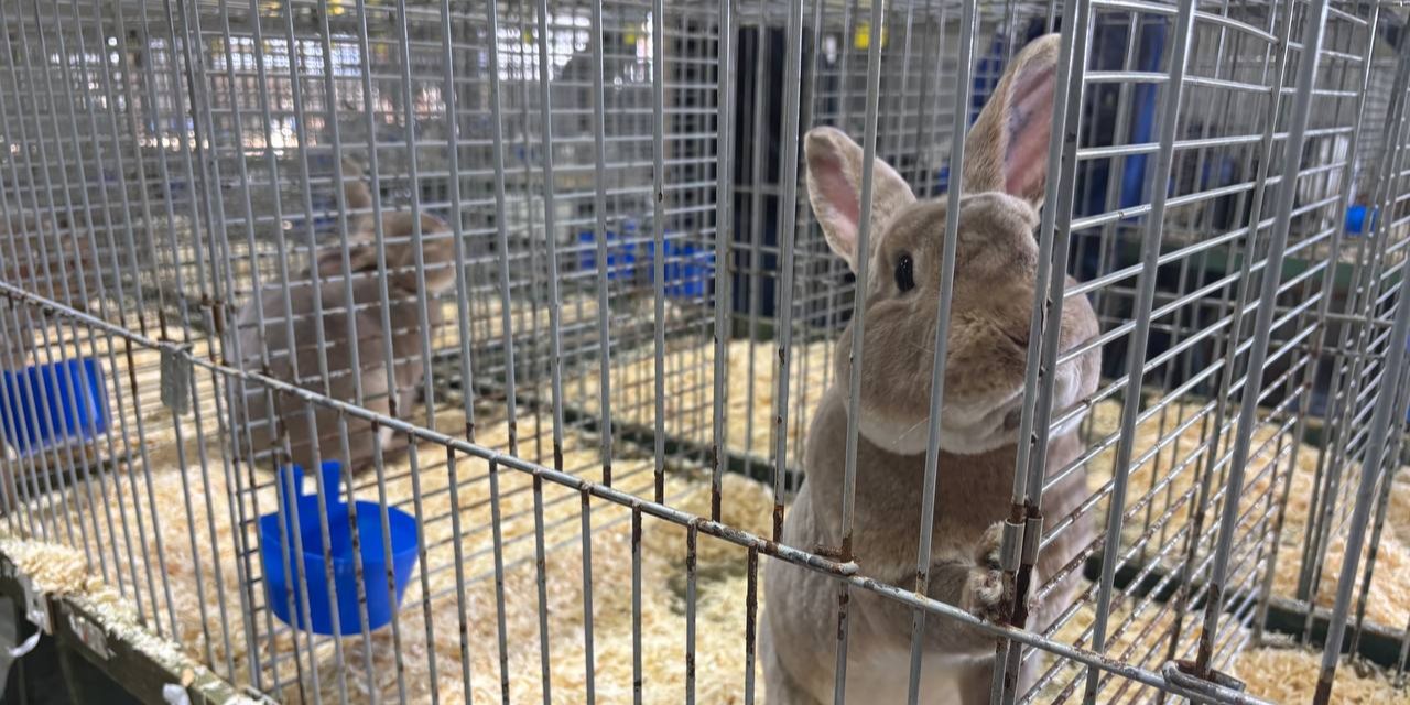 Foto: Konijnen, duiven en cavia’s keuren bij de Veluwemeershow