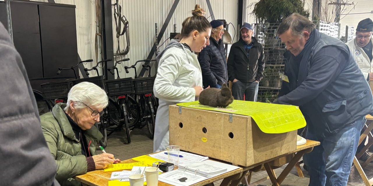 Foto: Konijnen, duiven en cavia’s keuren bij de Veluwemeershow