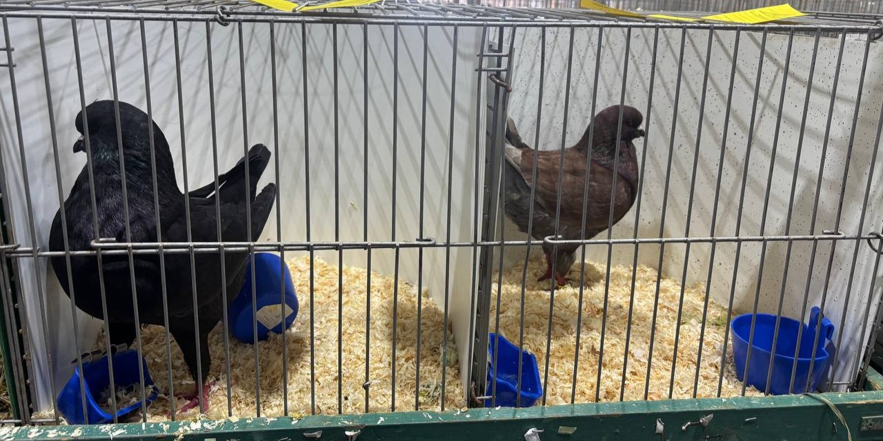 Foto: Konijnen, duiven en cavia’s keuren bij de Veluwemeershow