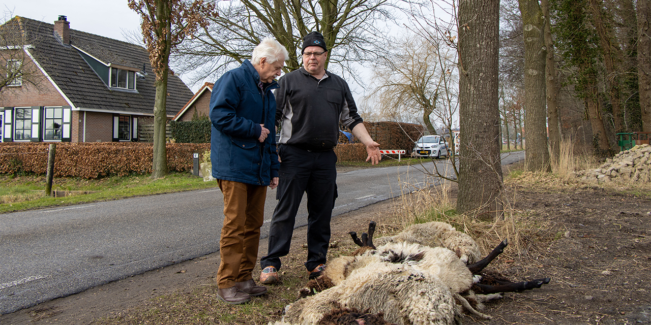Foto: Wolvenaanval in Doornspijk eist elf schapen: oproep tot actie