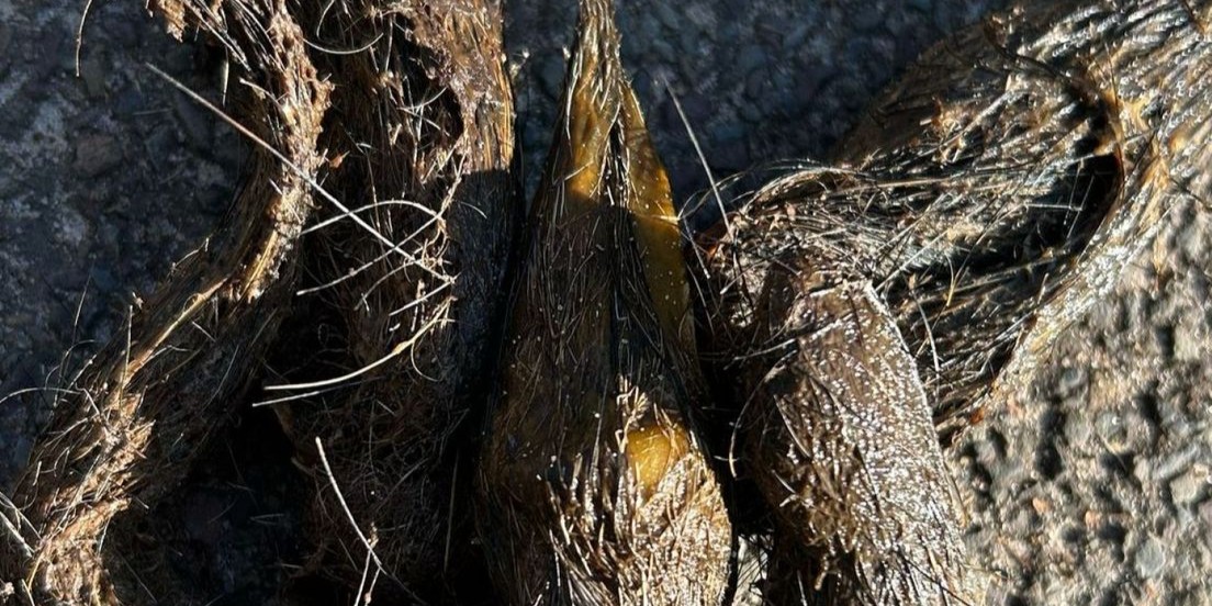 Foto: Wolven poepen midden op de weg, dit is waarom