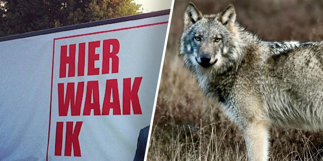 Foto: Wolven poepen midden op de weg, dit is waarom