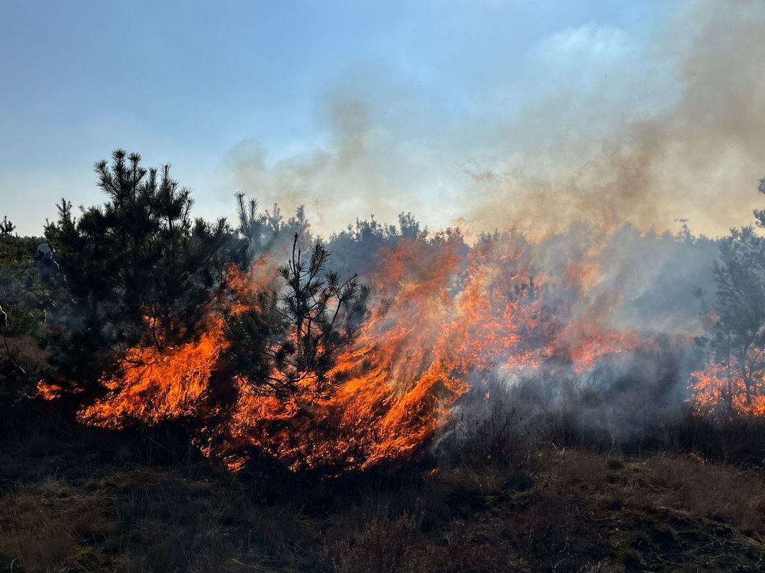 Foto: De heide staat in brand en dat is nodig ook