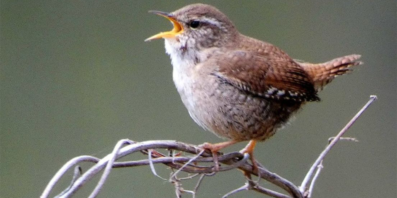 Foto: Getjilp in je tuin? Met deze tips leer je vogelgeluiden herkennen