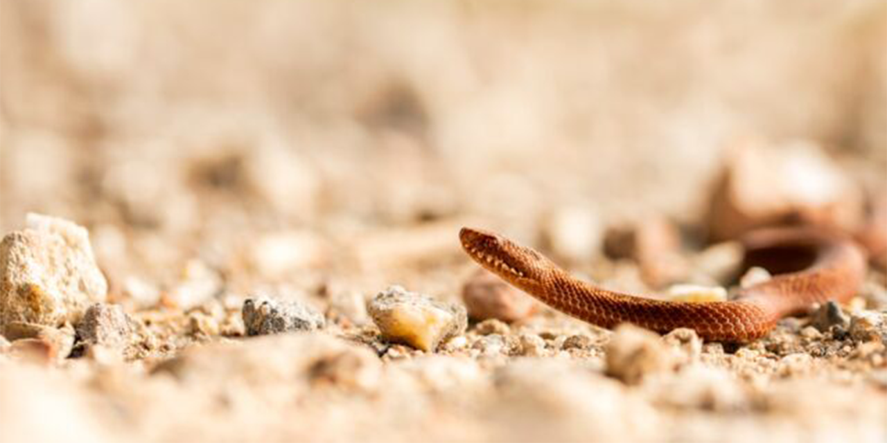 Foto: Gif en Schubben: Ontmoet de Adder in de Natuur