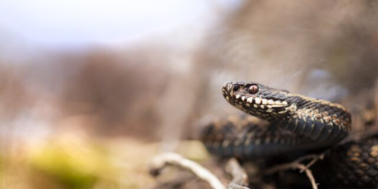 Foto: Gif en Schubben: Ontmoet de Adder in de Natuur
