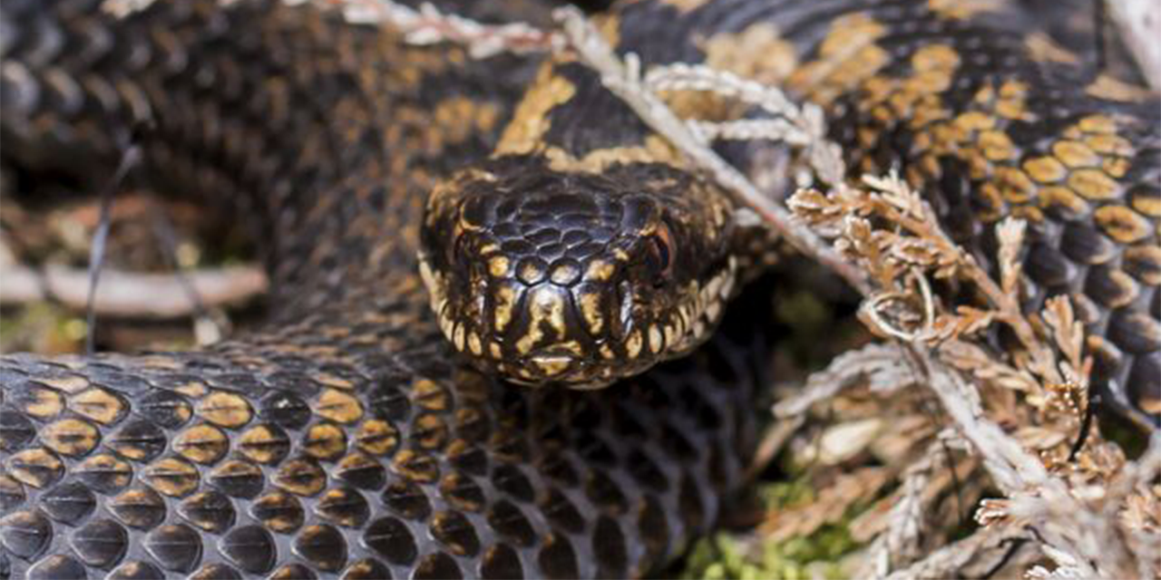 Foto: Gif en Schubben: Ontmoet de Adder in de Natuur