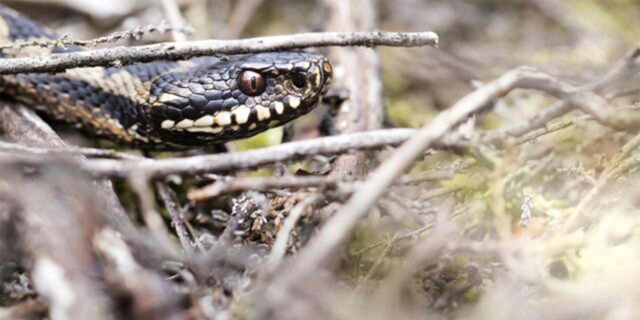 Foto: Gif en Schubben: Ontmoet de Adder in de Natuur