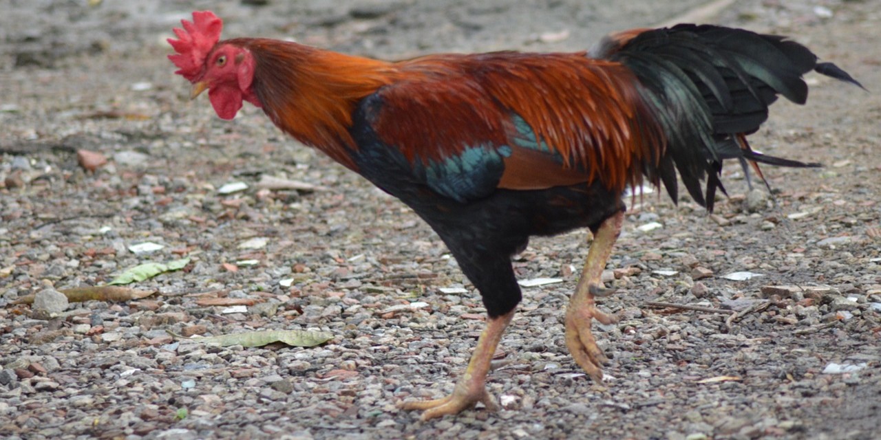 Foto: Proef met vogelgriepvaccin van start: 'Maar we moeten geduld hebben'