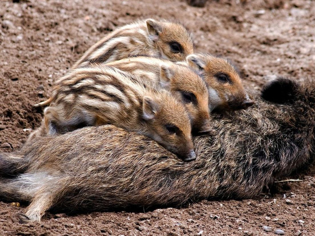 Foto: Schattig die jonge zwijntjes, maar pas op voor hun moeder